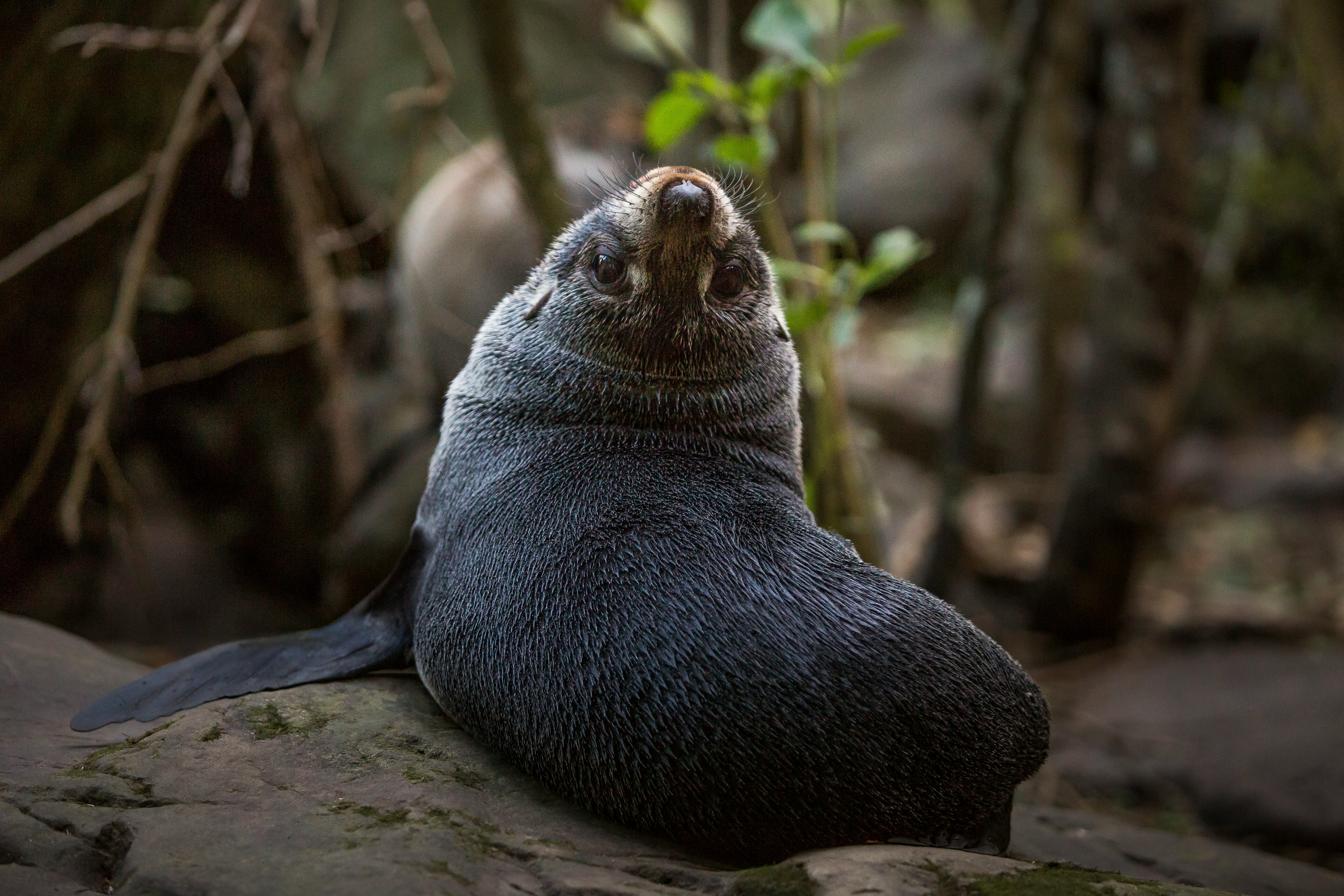 shallow focus photo of black animal